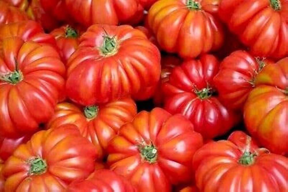 Beefmaster Tomato Seeds for growing large, high-yield, beefsteak tomatoes with rich flavor, perfect for slicing, sandwiches, and home gardens."